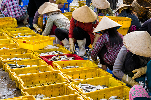 Long Hai, Vietnam - December 21, 2014: Women are sorting fish at the store  before delivery to dealers in Long Hai, Vietnam on December 21, 2014