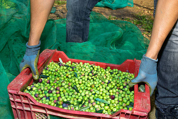 istock harvesting olives in Spain 493505384
