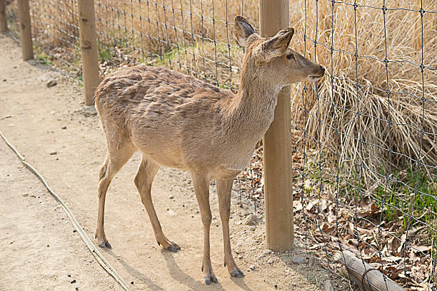 Deer's Seeking for Hometown. Deer's Seeking for hometown. seoul zoo stock pictures, royalty-free photos & images