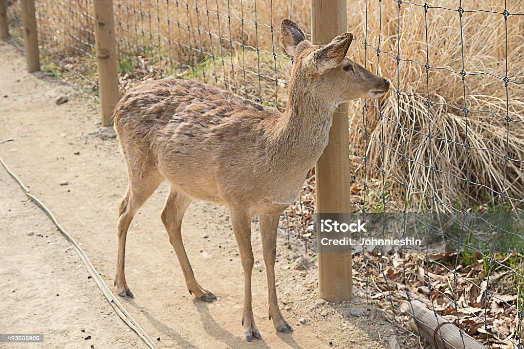 Deer'busca por cidade. - Foto de stock de Animal royalty-free