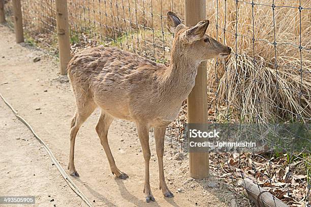 Foto de Deerbusca Por Cidade e mais fotos de stock de Animal - Animal, Coreia do Sul, Exterior