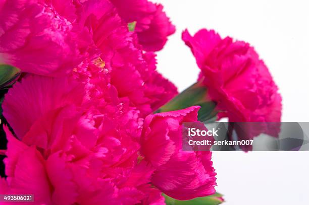 Pink Carnation Stock Photo - Download Image Now - Arrangement, Beauty In Nature, Botany