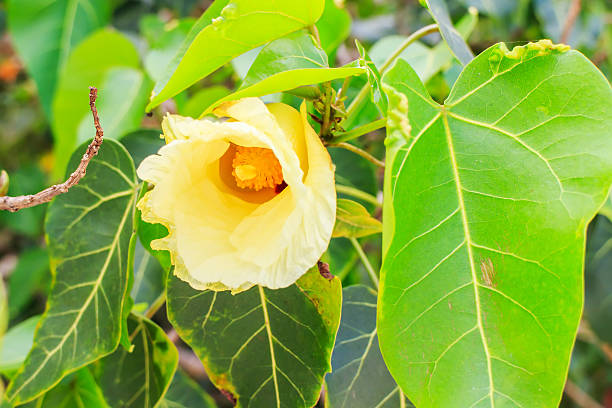 istock Sea bodhi flower 493506115