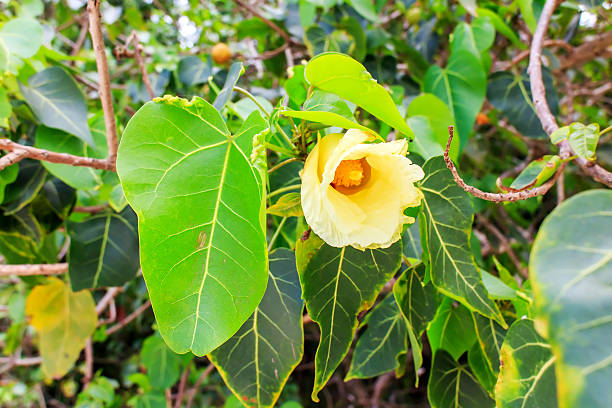 istock Sea bodhi flower 493506117