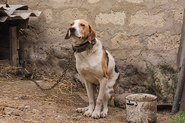 istock Hunting dog on vacation 493506257