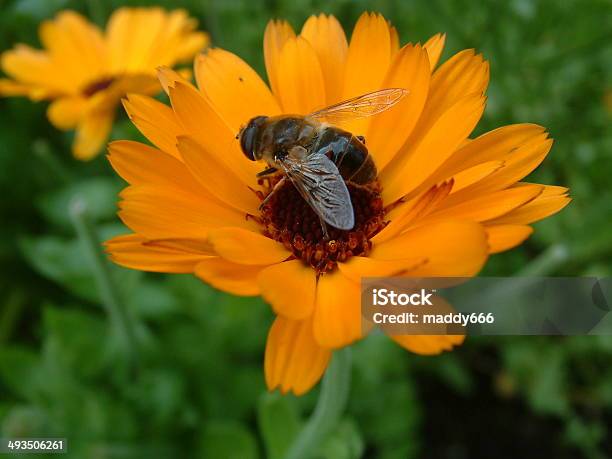 Пчела На Цветке — стоковые фотографии и другие картинки Бархатцы - Бархатцы, Без людей, Горизонтальный