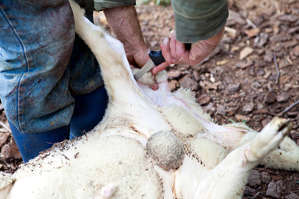 animal skinning - dead animal butcher meat sheep stock-fotos und bilder