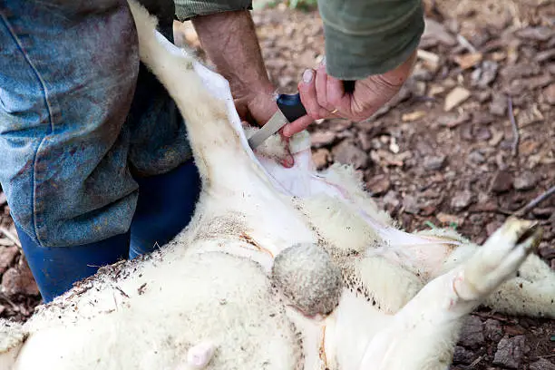 Animal skinning, lamb sheep