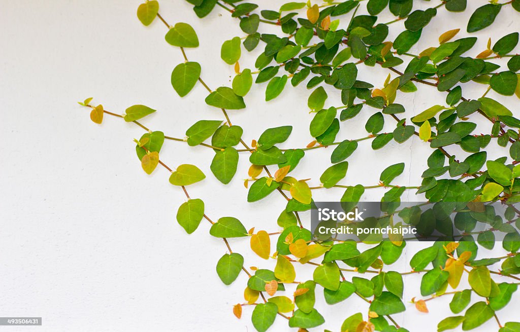 녹색 덩굴 - 로열티 프리 0명 스톡 사진