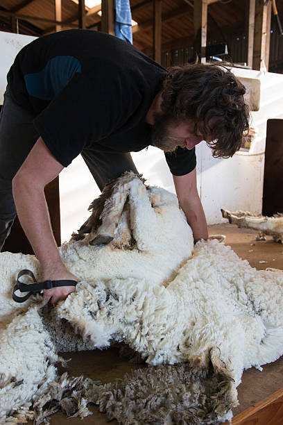 istock Process of blade-shearing of a sheep 493507952