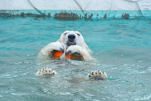 Polar Bear playing in the pool.