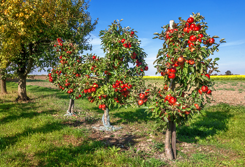 Three small apple trees with many, ripe, red apples in an orchard next to a field. 