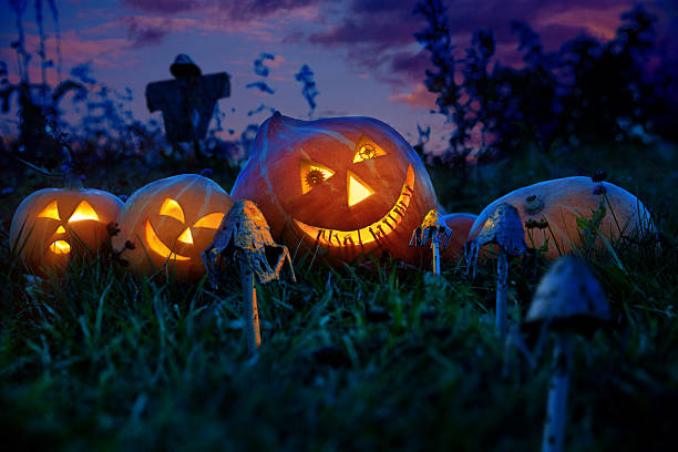 istock Halloween pumpkins lie on a pumpkin field at night. 493511850