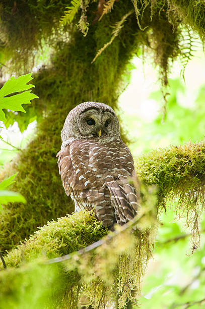 istock Barred owl in Olympic National Park 493512712