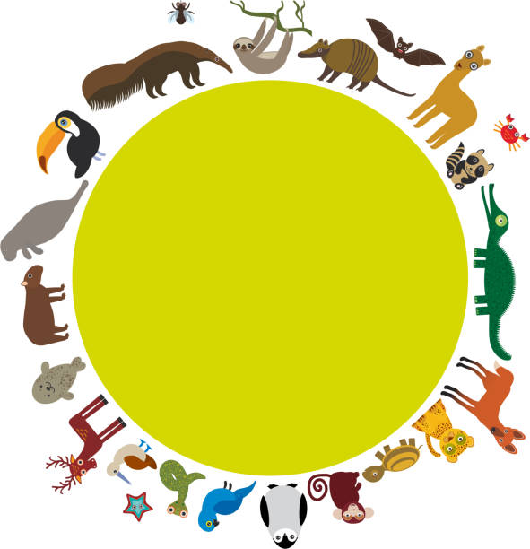 istock Sloth anteater toucan lama bat seal armadillo boa manatee monkey 493512942