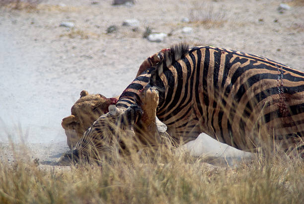 istock Lioness killing a zebra at Salvadora waterhole, Etosha 493513528
