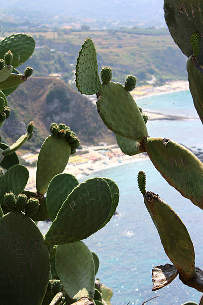 istock Prickly Pear and Mediterranean Sea, South Italy 493513680