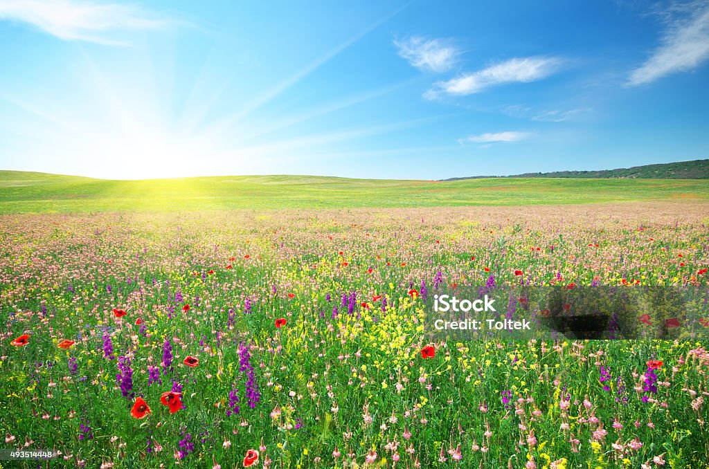 Spring meadow de flores - Foto de stock de Flor libre de derechos