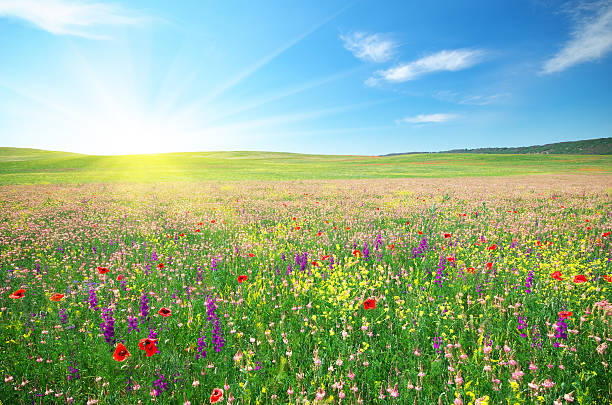 Spring meadow of flowers