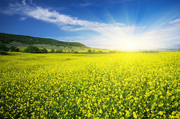 prado de violaciones. - fossil fuel biology oilseed rape agriculture fotografías e imágenes de stock