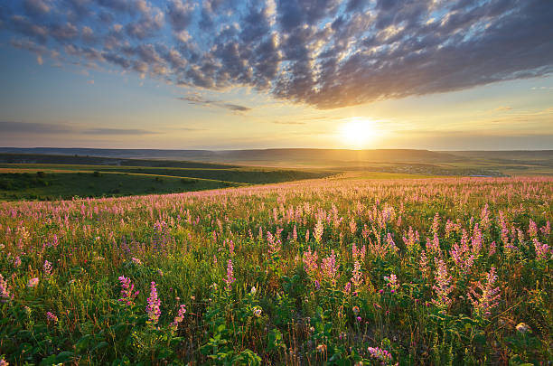 istock Spring meadow of flowers 493515008