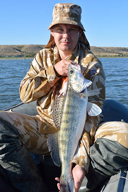 istock angler with zander in your hands 493515162