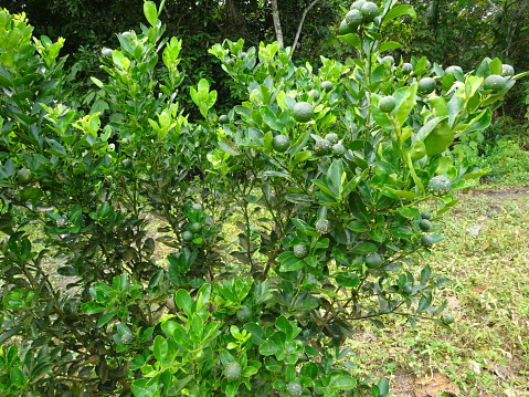 Unripe Calamondin lime fruit close up on tree