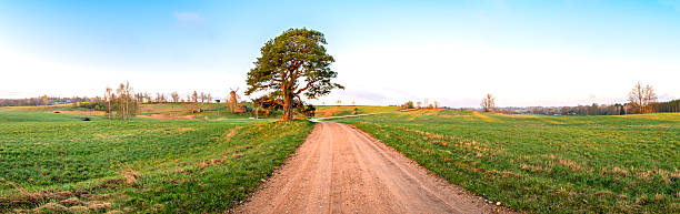 istock View on lonely pine tree at country road,Latvia 493515486