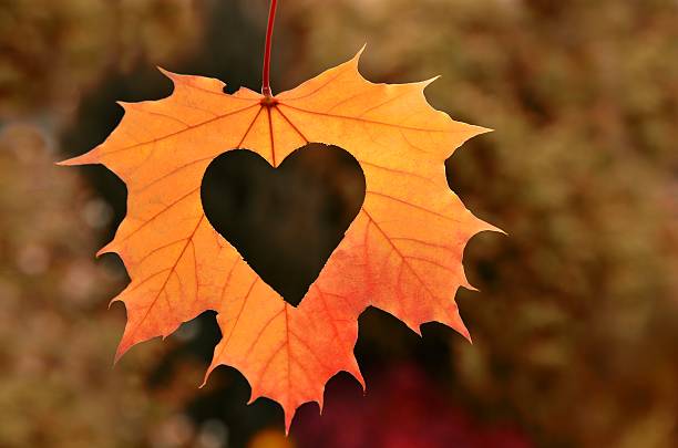 Sunlight Through Autumn Leaf in Serene Forest Setting