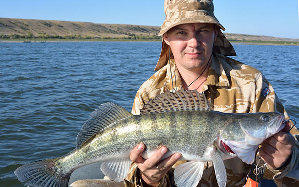 istock angler with zander in your hands 493516478