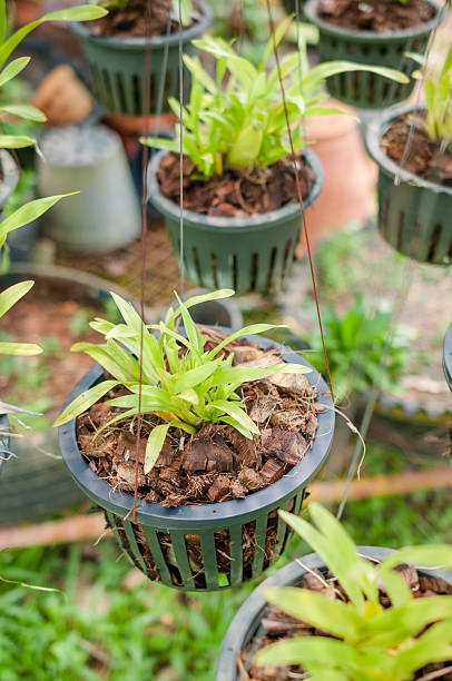 istock Seedlings beginning to grow in  a plant nursery 493516660