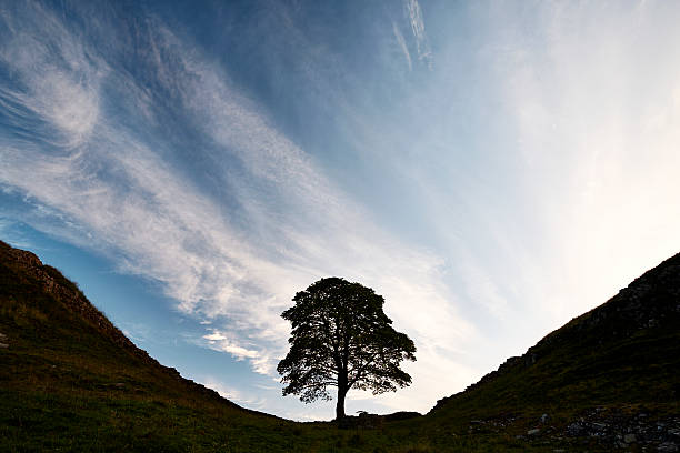 Sycamore Gap, one of the iconic sites of Hadrian's Wall (and also famous from its starring role in the 1991 film Robin Hood: Prince of Thieves).