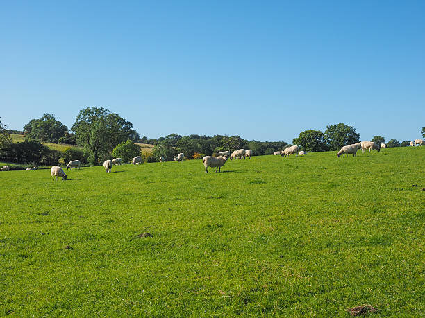 istock View of Tanworth in Arden 493528032