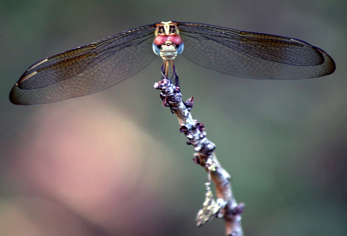 Mirar a los ojos con un libélula photo