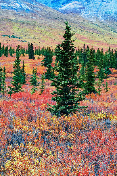 Landscape with fall colors and evergreen pine trees in Denali National Park,Alaska,USA.