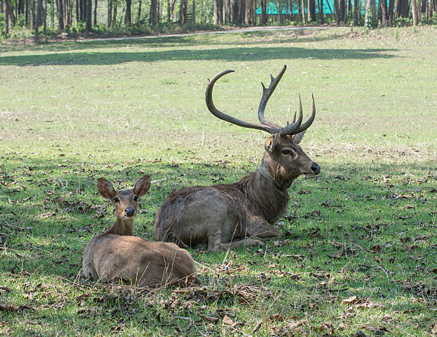 sangai または thamin 鹿 - brow antlered deer ストックフォトと画像