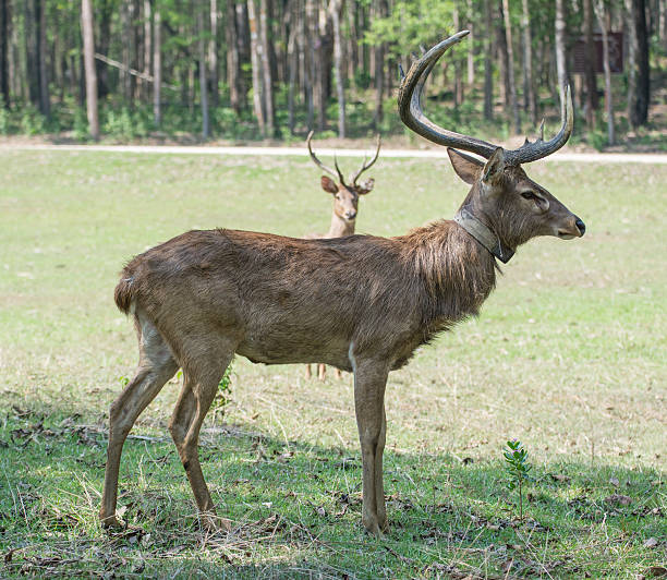 sangai lub thamin deer - brow antlered deer zdjęcia i obrazy z banku zdjęć