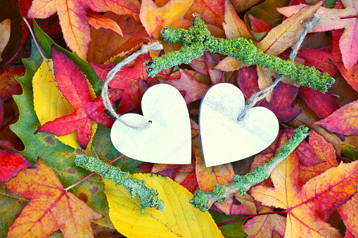 A lot of colorful autumn fall leaves background in the fall with a white wooden heart shape photoframe with empty copy space. Yellow, red, orange, pink, purple and green colors