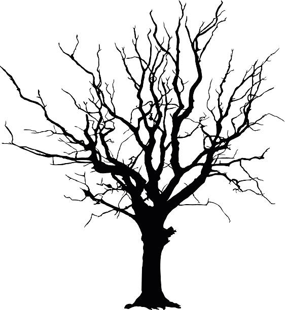 나무 실루엣 - tree silhouette branch bare tree stock illustrations