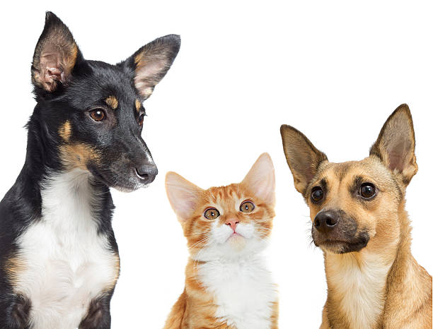 istock kitten and puppy watching 493531518