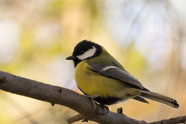 istock bird on a tree sitting in the foliage 493532180