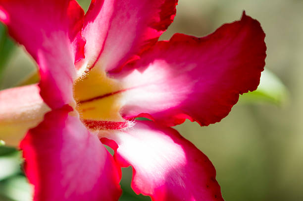 istock Pistil of pink flower 493533394