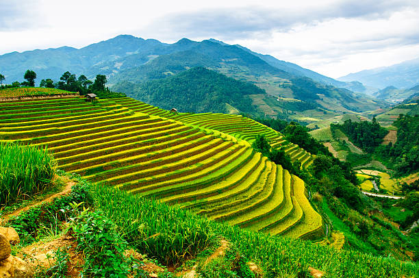 istock Rice fields on terraced of Mu Cang Chai, YenBai, Vietnam. 493533488