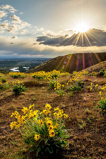 istock Boise river at sunset with sunstar and flowers 493534235