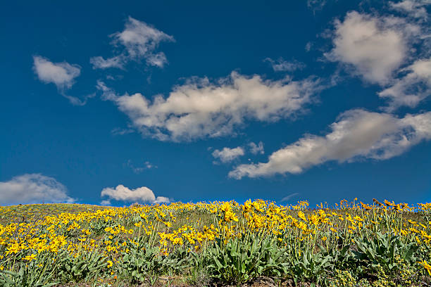 istock Beautiful field of yellow spring flowers 493534241