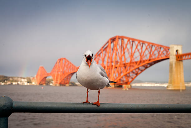 istock Firth of Forth Rail Bridge with seagul 493534528
