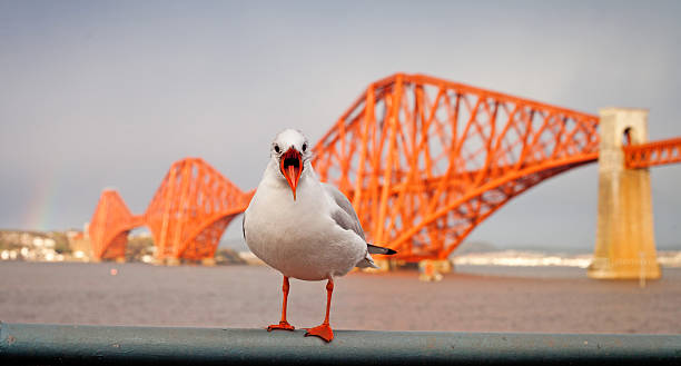 Firth of Forth Rail Bridge with seagul