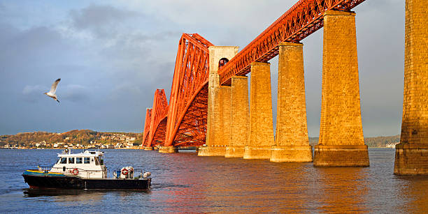 Seagull on Firth of Forth Rail Bridge