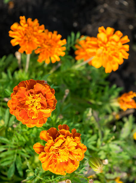 istock french marigold Tagetes patula against green blured background 493534658