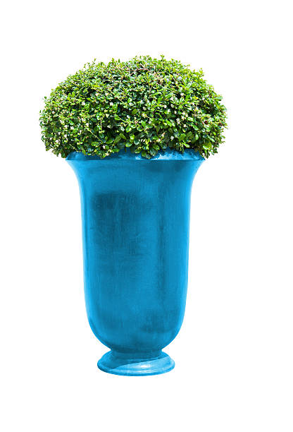 istock Park flowerpot with evergreen plant isolated on white 493534683